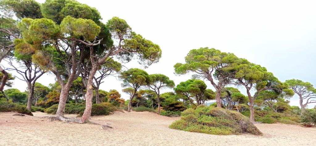 ΕΘΝΙΚΟ ΠΑΡΚΟ ΣΧΙΝΙΑ 01 ΜΑΡΤΙΟΥ